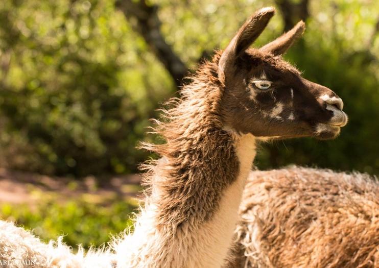 Cochahuasi Animal Sanctuary (Santuario Animal de Cochahuasi)